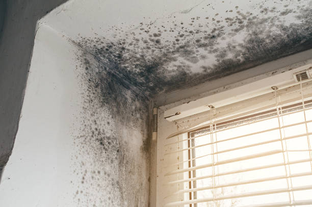 Trusted Basement Mold Remediation service in McAlisterville, PA - Cheap Mold Removal